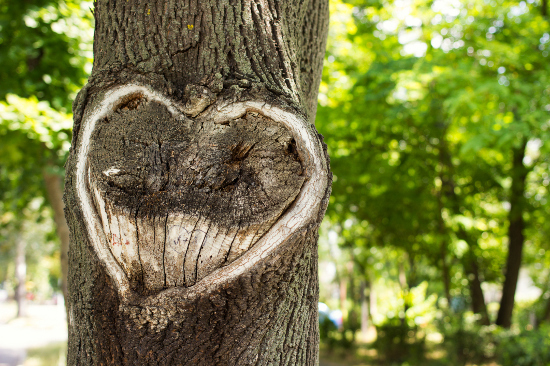 Heart in the bark of a tree.Tree with heart shape. Heart wooden cut texture